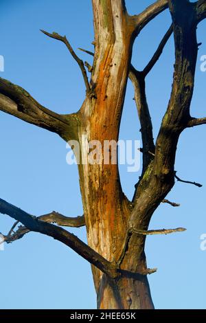 Tote, verwitterte Eiche vor blauem Himmel Stockfoto