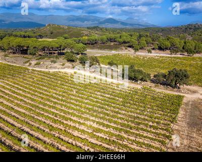 Die Herstellung von Weinbergen Bio Weine in der Emporda Region nördlich von der Costa Brava in Katalonien Spanien Stockfoto