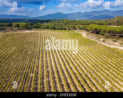 Die Herstellung von Weinbergen Bio Weine in der Emporda Region nördlich von der Costa Brava in Katalonien Spanien Stockfoto