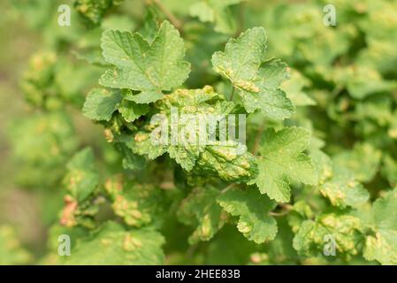 Beschädigte Blätter der Johannisbeergallaphide auf dem Busch im Sommer Stockfoto