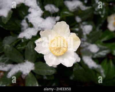 Nahaufnahme einer weißen und gelben Winterrose oder Weihnachtsrose mit Schneeflecken auf den Blättern - Stockfoto
