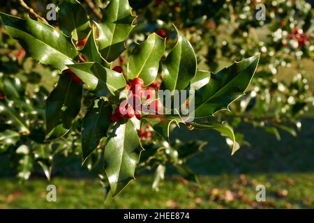 Nahaufnahme eines Zweiges aus roten Stechpalmbeeren und grünen Stechpalmblättern im Freien, europäischer Stechpalme, englischer Stechpalme, Ilex aquifolium Stockfoto