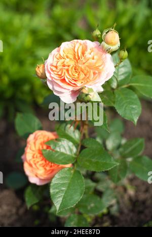 Nostalgische Hybridrose Chippendale. Schöner Busch von gelben rosa Rosen in einem Sommergarten. Rosengarten. Stockfoto