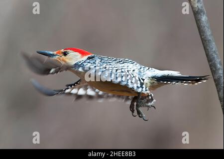 Nahaufnahme des Rotbauchspechtes Stockfoto