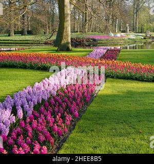 In einem Kreuz gepflanzte Zwiebeln. Die pinken vorne sind Hyazinthen. Die gelben und roten Blüten sind Tulpen. Gras und Bäume dazwischen. Keukenhof-Gärten Stockfoto