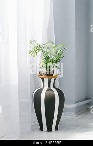 Zimmerpflanze mit Areca-Palmenblättern in einer schwarz-weißen Bodenvase in der Nähe des Fensters im Haus Stockfoto