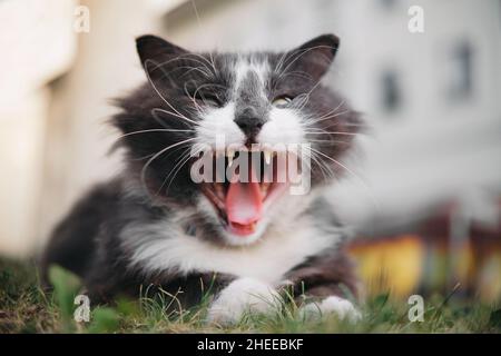Weiß-graue Katze mit weit offenem Mund, die im Gras im Freien liegt. Schreiende oder schreiende Katze. Stockfoto