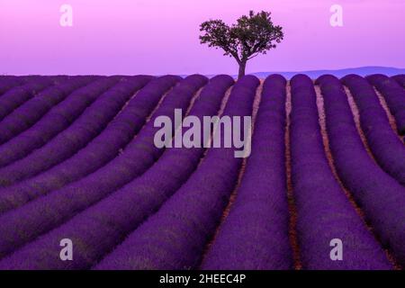 Lavendelfeld. Sommer in der Provence. Stockfoto