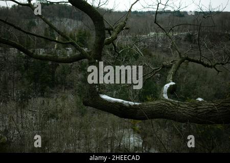 Trockene Äste mit etwas Schnee über einem dichten Wald an einem winterlichen Tag. Stockfoto