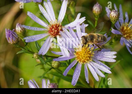 Schwebfliege / Drohnenfliege (Eristalis tenax) nectaring on Michaelmas daisy (Aster x salignus) Flowers in a Coastal Sand Dune Slack, Kenfig NNR, Wales, UK. Stockfoto