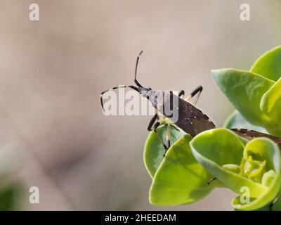 Dünenspurgen-Käfer (Dicranocephalus agilis), der auf Meeresspurgen (Ephorbia paralias)-Blättern in Küstensanddünen steht, Kenfig NNR, Glamorgan, Wales, Großbritannien. Stockfoto