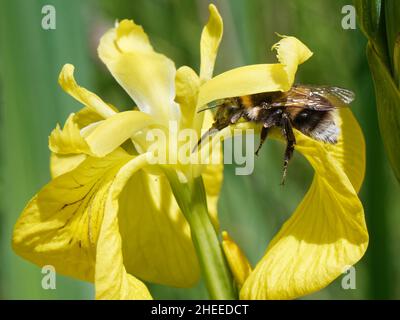 Kleine Gartenbumblebee (Bombus hortorum), die ihre lange Zunge zum Nektar einer Iris der Gelben Flagge (Iris pseudacorus) in einem Süßwassersumpf verwendet, Kenfig NNR, Stockfoto