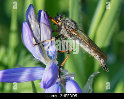 Auf einer Bluebell, Kenfig NNR, Wales, Großbritannien, Mai, steht eine national seltene Art von Küstensanddünen, die von einem Waldkiefer (Pamponerus germanicus) beflügelt wird Stockfoto