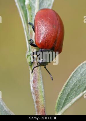 Rotpappelblattkäfer (Chrysomela populi), der auf einem Weidensaatling (Salix sp.) füttert, Kenfig NNR, Glamorgan, Wales, Vereinigtes Königreich, Juli. Stockfoto