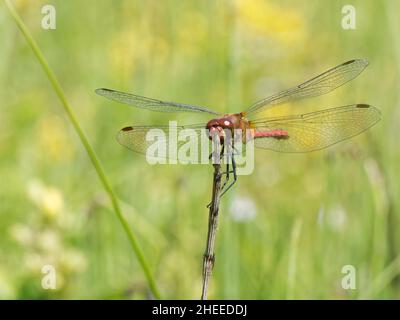 Ruddy darter dragonfly (Sympetrum sanguineum) Männchen, das auf einem Schachtelhalm-Stamm in einem Süßwassersumpf thront, bereit, Beute zu jagen, Kenfig NNR, Wales, Großbritannien. Stockfoto