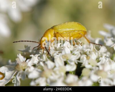 Schwefelkäfer (Cteniopus sulfureus) nectaring on Common Hogweed (Heracleum sphondylium) in Coastal Sanddünen, Kenfig NNR, Glamorgan, Wales, Juli. Stockfoto