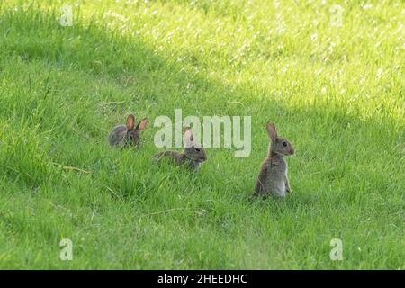 Drei junge Wildkaninchen. Einer sitzt auf, zwei liegen im Gras. Stockfoto