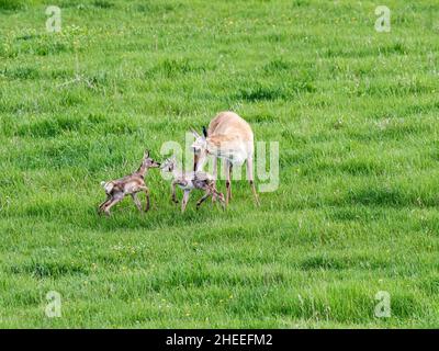 Eine Erwachsene Pronghorn-Mutter, Antilocapra americana, mit neugeborenen Kälbern im Yellowstone-Nationalpark, Wyoming. Stockfoto