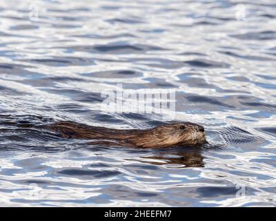 Ein erwachsener nordamerikanischer Biber, Castor canadensis, schwimmt im Grand Teton National Park, Wyoming. Stockfoto