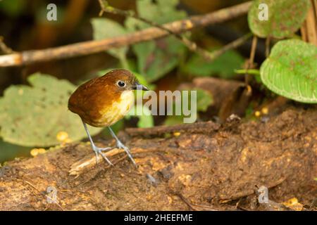 Gelbbrustantpitta (Grallaria flavotincta) Stockfoto