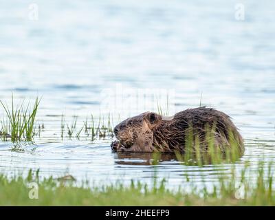 Ein erwachsener nordamerikanischer Biber, Castor canadensis, entlang der Küste im Grand Teton National Park, Wyoming. Stockfoto