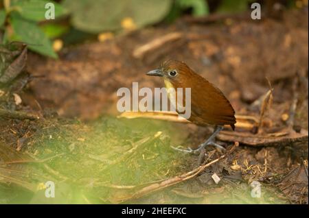 Gelbbrustantpitta (Grallaria flavotincta) Stockfoto