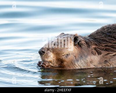 Ein erwachsener nordamerikanischer Biber, Castor canadensis, entlang der Küste im Grand Teton National Park, Wyoming. Stockfoto