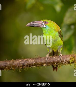 Crimson-Psephotus Toucanet (Aulacorhynchus Haematopygus) Stockfoto