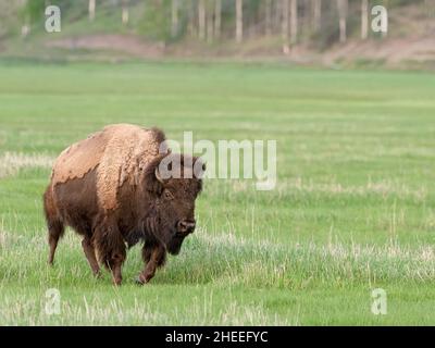 Bisons für Erwachsene, Bisons, Beweidung im Lamar Valley, Yellowstone National Park, Wyoming. Stockfoto