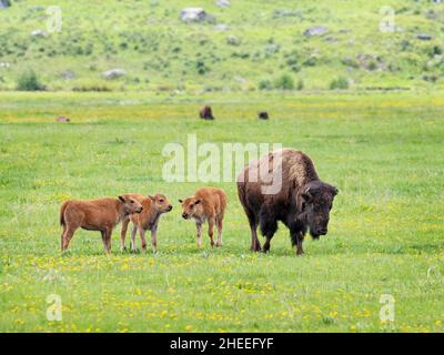 Bison für Erwachsene, Bison, mit jungen Weiden im Lamar Valley, Yellowstone National Park, Wyoming. Stockfoto