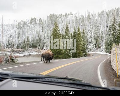 Bison für Erwachsene, Bison, auf der Autobahn im Schnee im Yellowstone National Park, Wyoming. Stockfoto