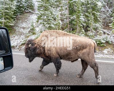 Bison für Erwachsene, Bison, auf der Autobahn im Schnee im Yellowstone National Park, Wyoming. Stockfoto