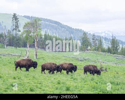 Bison für Erwachsene, Bison, bei leichtem Schnee im Yellowstone National Park, Wyoming. Stockfoto