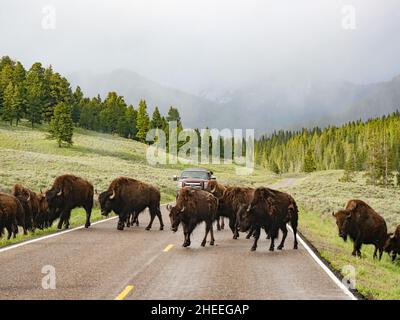 Bison für Erwachsene, Bison Bison, über den Highway im Yellowstone National Park, Wyoming. Stockfoto