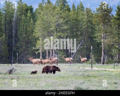 Eine Grizzlybärin der Mutter (Ursus arctos) und ihr Junge kreuzen sich mit einer Rotwildherde in der Nähe des Grand Teton National Park, Wyoming. Stockfoto