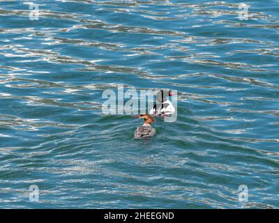 Ein Paar gewöhnlicher Merganser, Mergus Merganser, auf dem Wasser im Yellowstone National Park, Wyoming. Stockfoto