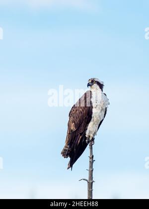Ein ausgewachsener Fischadler, Pandion haliaetus, am Yellowstone River im Yellowstone National Park, Wyoming. Stockfoto