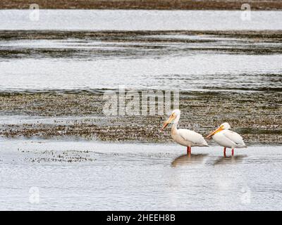 Ein Paar amerikanischer weißer Pelikane, Pelecanus erythrorhynchos, im Yellowstone National Park, Wyoming. Stockfoto