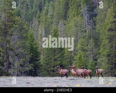 Eine Elchherde, Cervus canadensis, in der Nähe des Yellowstone River im Yellowstone National Park, Wyoming. Stockfoto