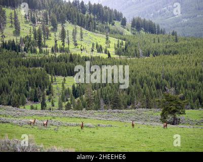 Eine Elchherde, Cervus canadensis, in der Nähe des Yellowstone River im Yellowstone National Park, Wyoming. Stockfoto