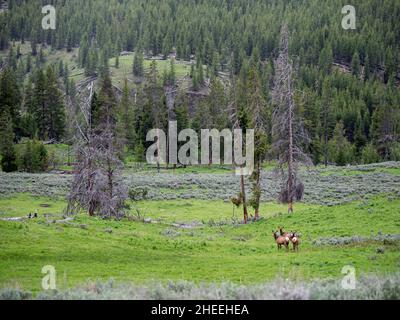 Eine Elchherde, Cervus canadensis, im Lamar Valley, Yellowstone National Park, Wyoming. Stockfoto
