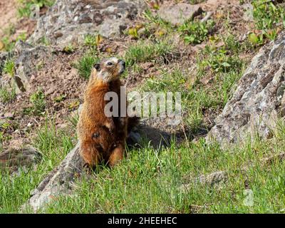 Ein erwachsenes Gelbbauchmurmeltier, Marmota flaviventris, im Yellowstone-Nationalpark, Wyoming. Stockfoto