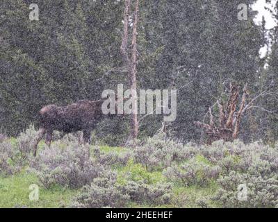 Ein erwachsener Elch, Alces alces, bei einem Schneesturm im Yellowstone National Park, Wyoming. Stockfoto