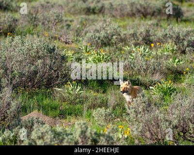 Ein getaggte Rotfuchs, Vulpes vulpes, im Grand Teton National Park, Wyoming. Stockfoto