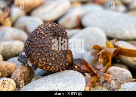 Natürliche Texturen und Design am Strand bei Ebbe Stockfoto