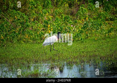 Tuiuiu, der Vogel gilt als das Symbol des Pantanal von Mato Grosso, Brasilien Stockfoto