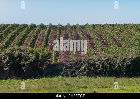 Arzachena, Sardinien, Italien. Weinberge von Capichera Weingut Stockfoto