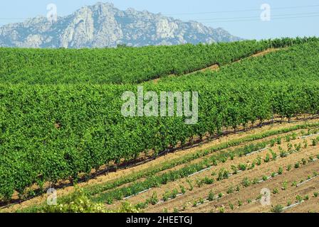 Arzachena, Sardinien, Italien. Weinberge von Capichera Weingut Stockfoto