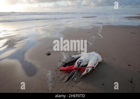 Gestrandete Seevögelchen (Nördlicher Gannet) wurden am Strand von Lonstrup, Dänemark, durch ein Fangnetz getötet Stockfoto