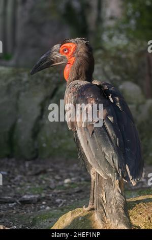 Südlicher Erdhornbauch (Bucorvus leadbeateri) in Gefangenschaft im Profil gesehen, das auf einigen Steinen mit Moos thront Stockfoto